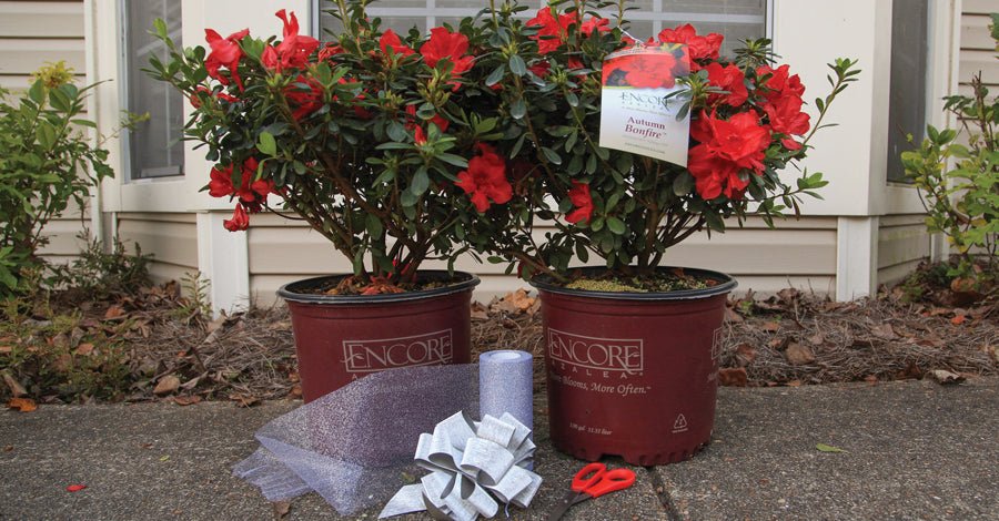 A Growing Gift that Keeps on Giving