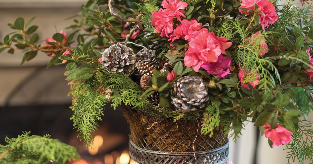 Video: Holiday Decorating with Encore Azalea