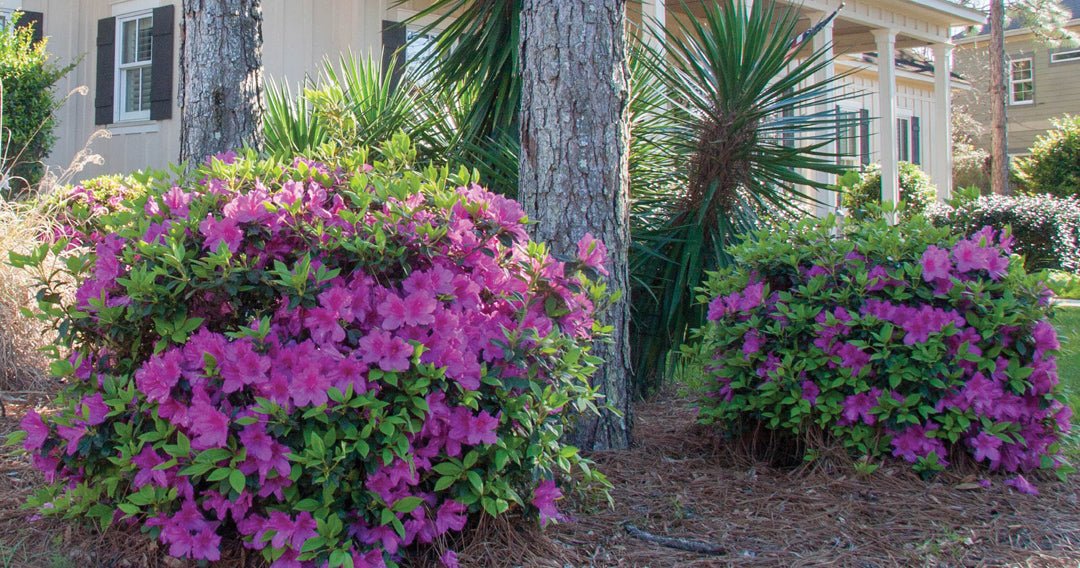 Encore Azaleas Under A Pine Tree Canopy