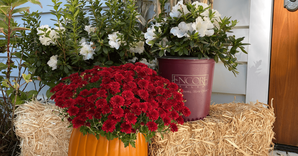 Two pots of flowers sit on a hay bale in front of a house.