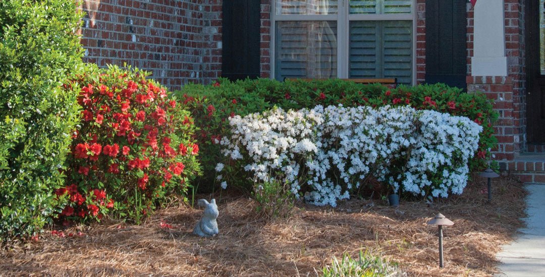 5 Home Colors & Encore Azaleas that Pair Well