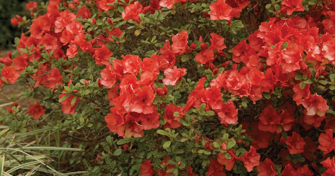 Beyond the Poinsettia