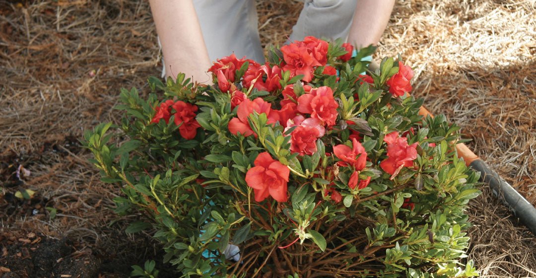 Make a Move: How to Transplant Your Encore Azaleas