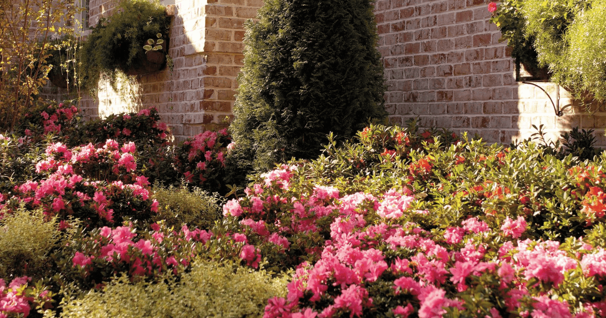 Azaleas and rhododendrons in front of a brick house.