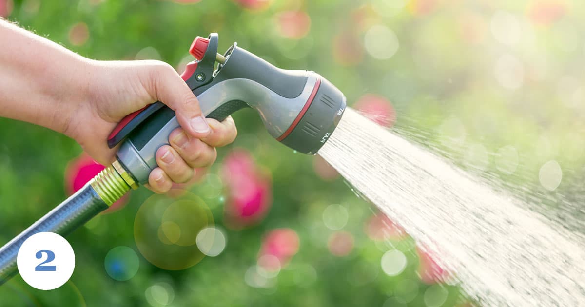 Video: Watering Your Encore Azaleas