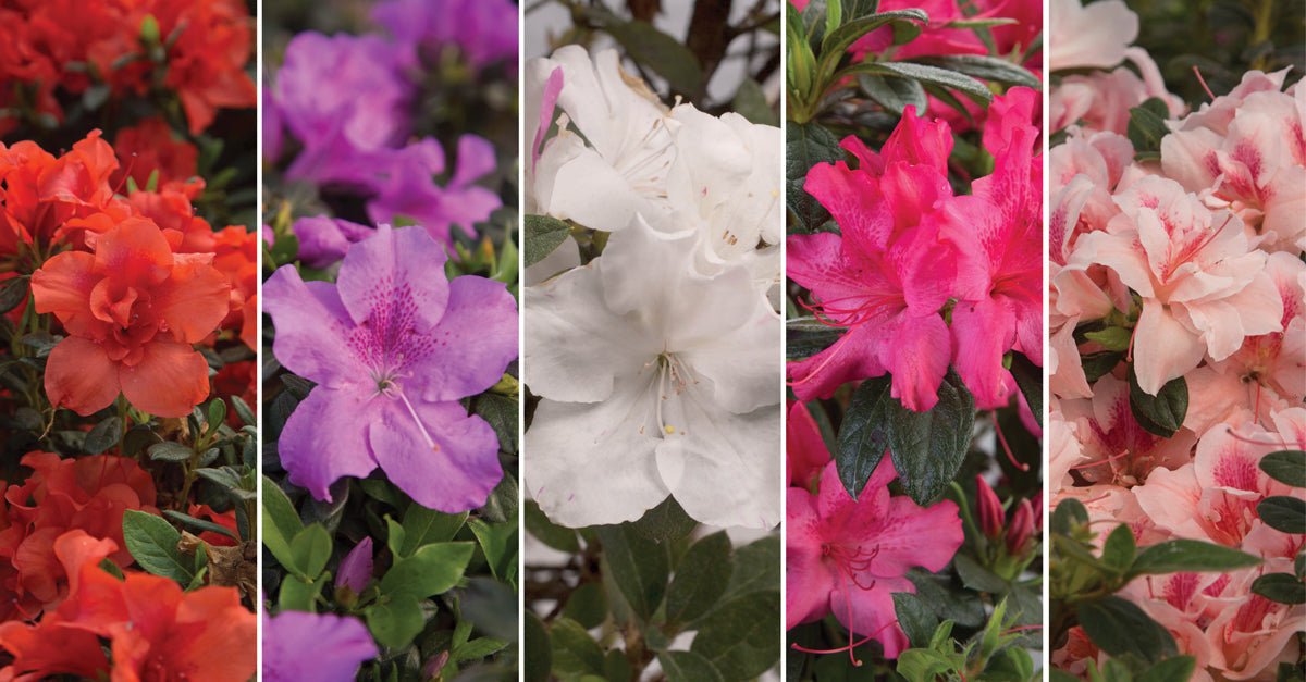 Collage of Encore Azalea flower colors from red to pink to purpe