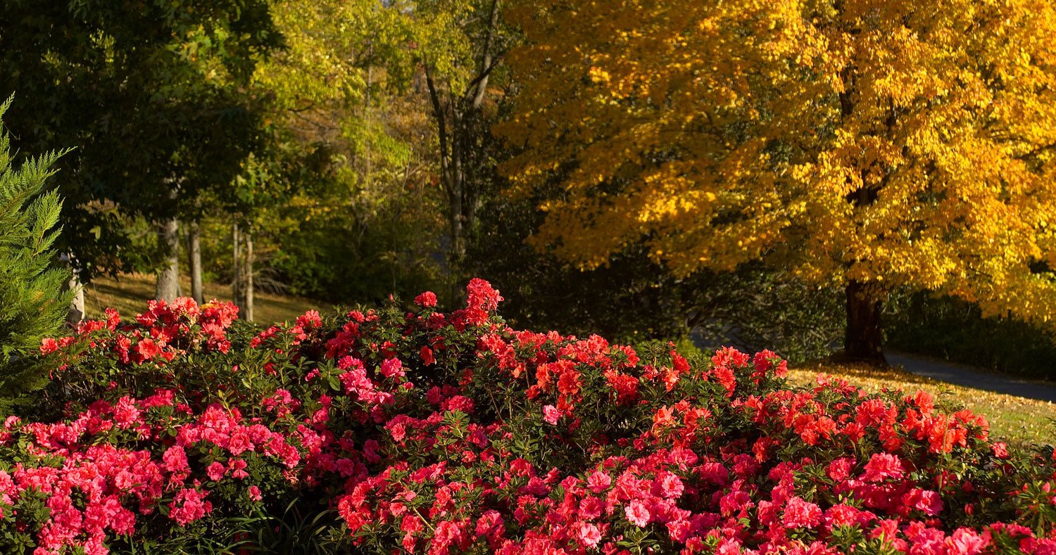 Fall is for Reblooming Encore Azaleas