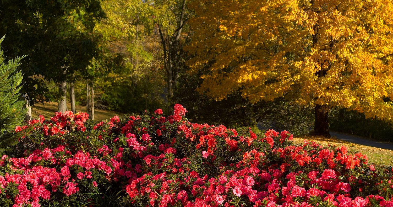 Sprucing Up the Landscape for Fall Is as Simple as Adding Encore Azaleas