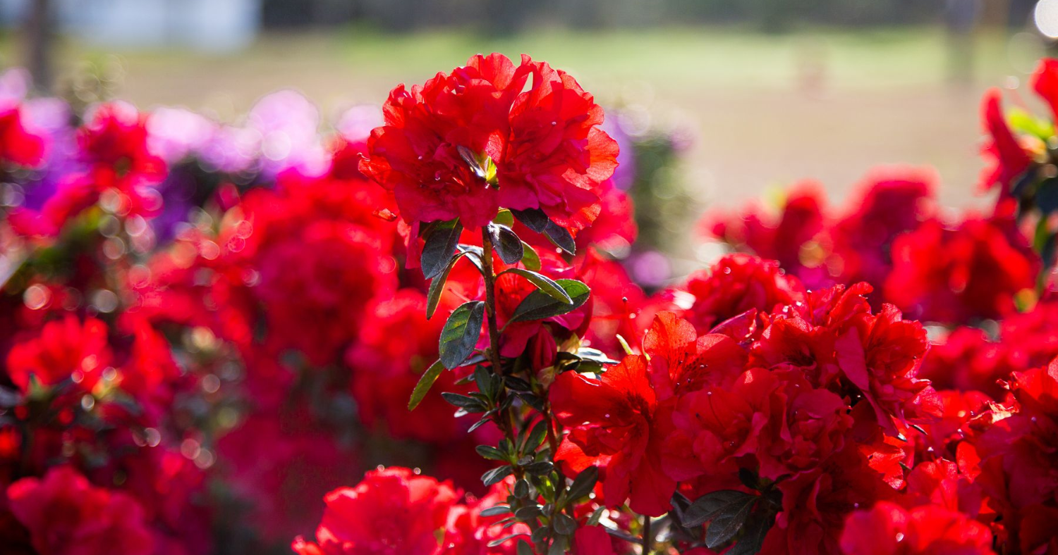 Best Red Azaleas for Foundation Plantings and Curb Appeal