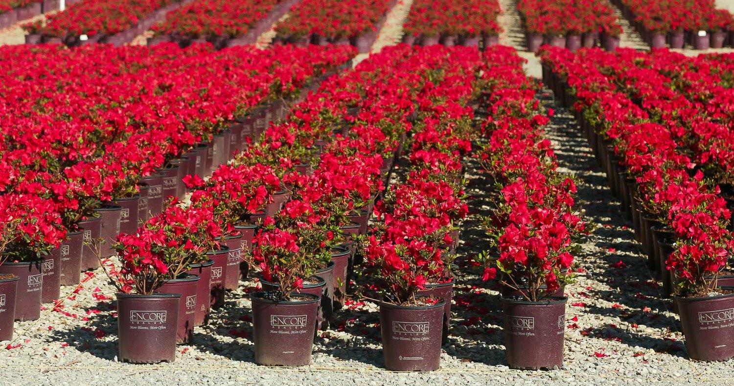 Video: Encore Azalea Autumn Fire vs. Autumn Bonfire