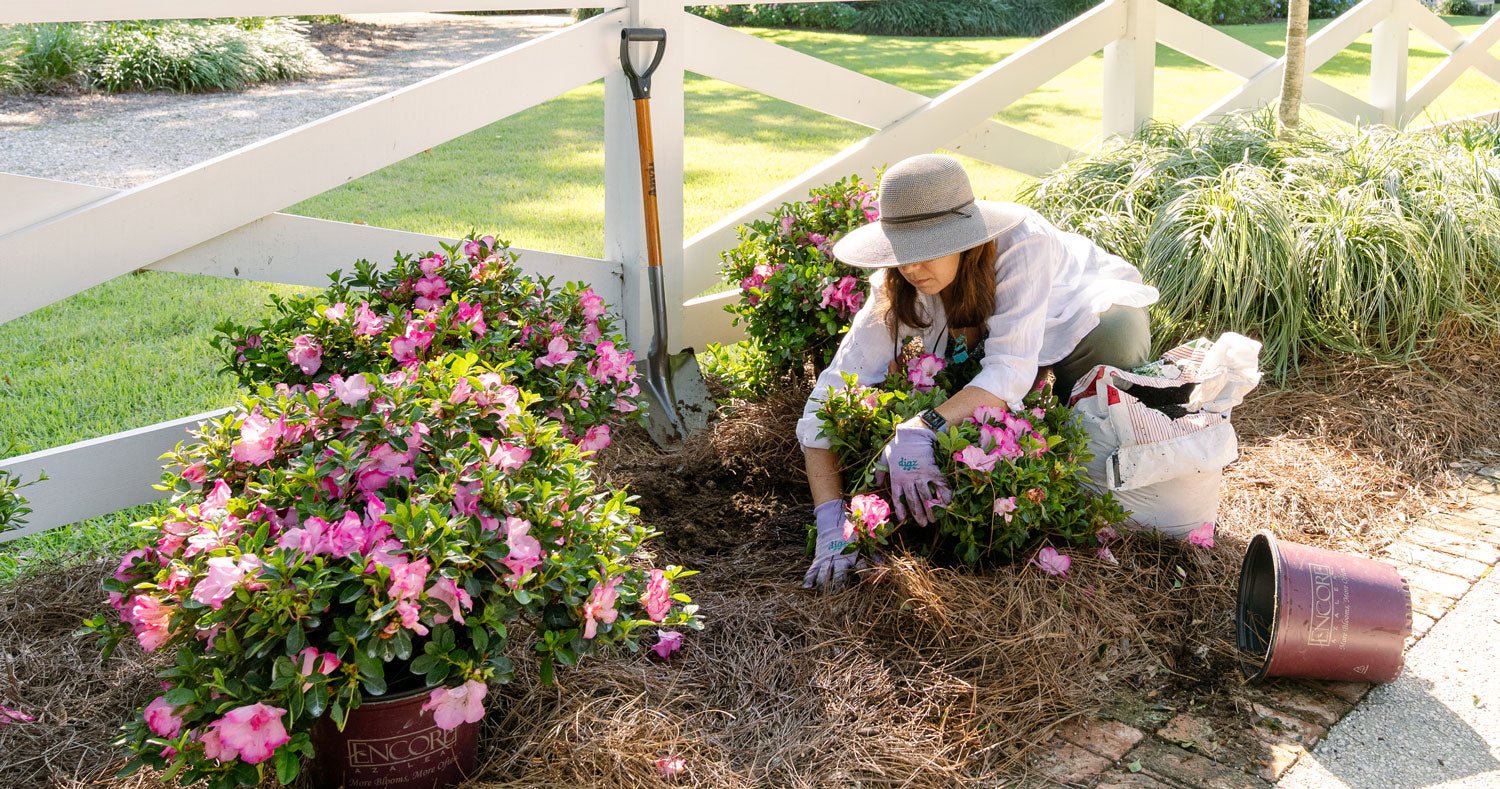Planting Encore® Azaleas