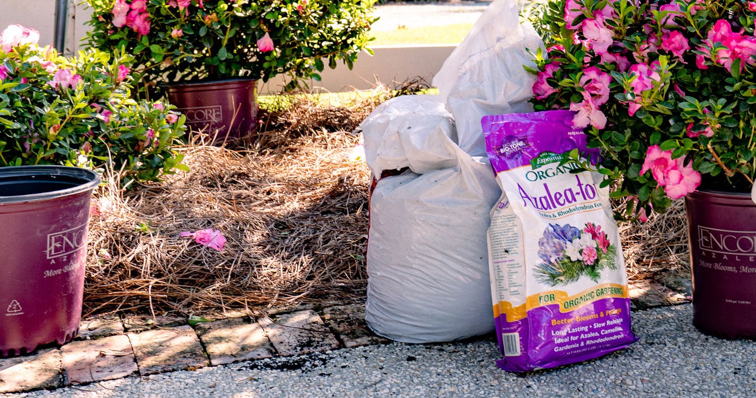 How to Fertilize Encore® Azaleas