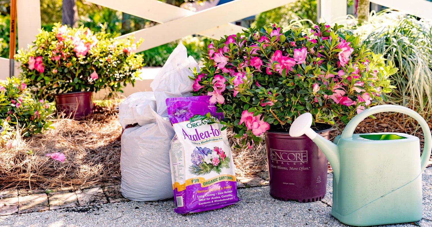 Planting Encore Azaleas: A Step-by-Step Guide