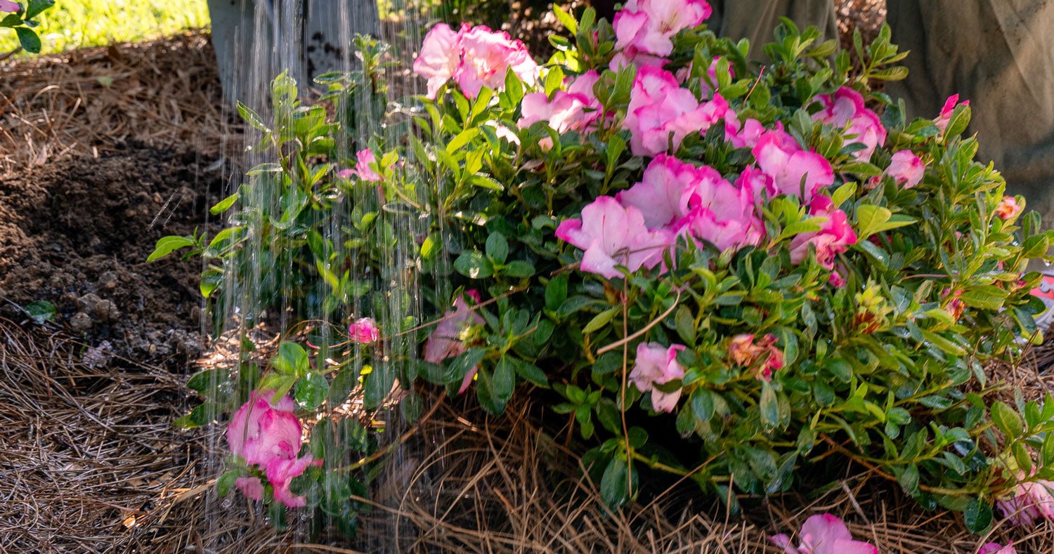 Wise watering helps Encore Azaleas thrive on the West Coast