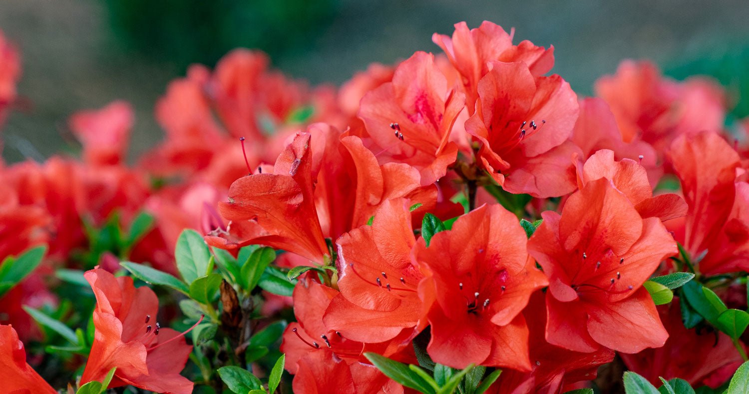 How to care for Encore Azaleas on the West Coast