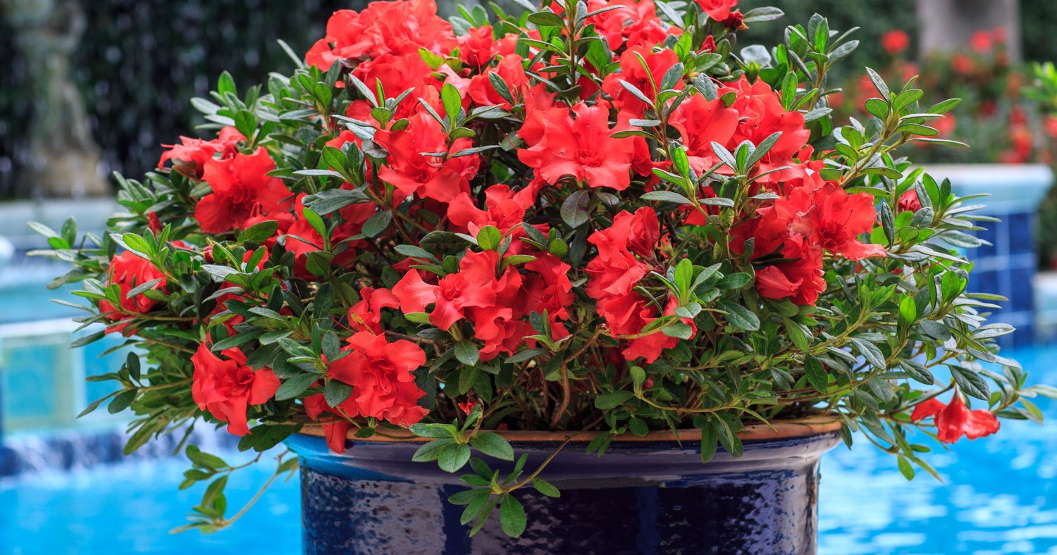 Encore Azalea Autumn Embers with red blooms in a blue container by a pool