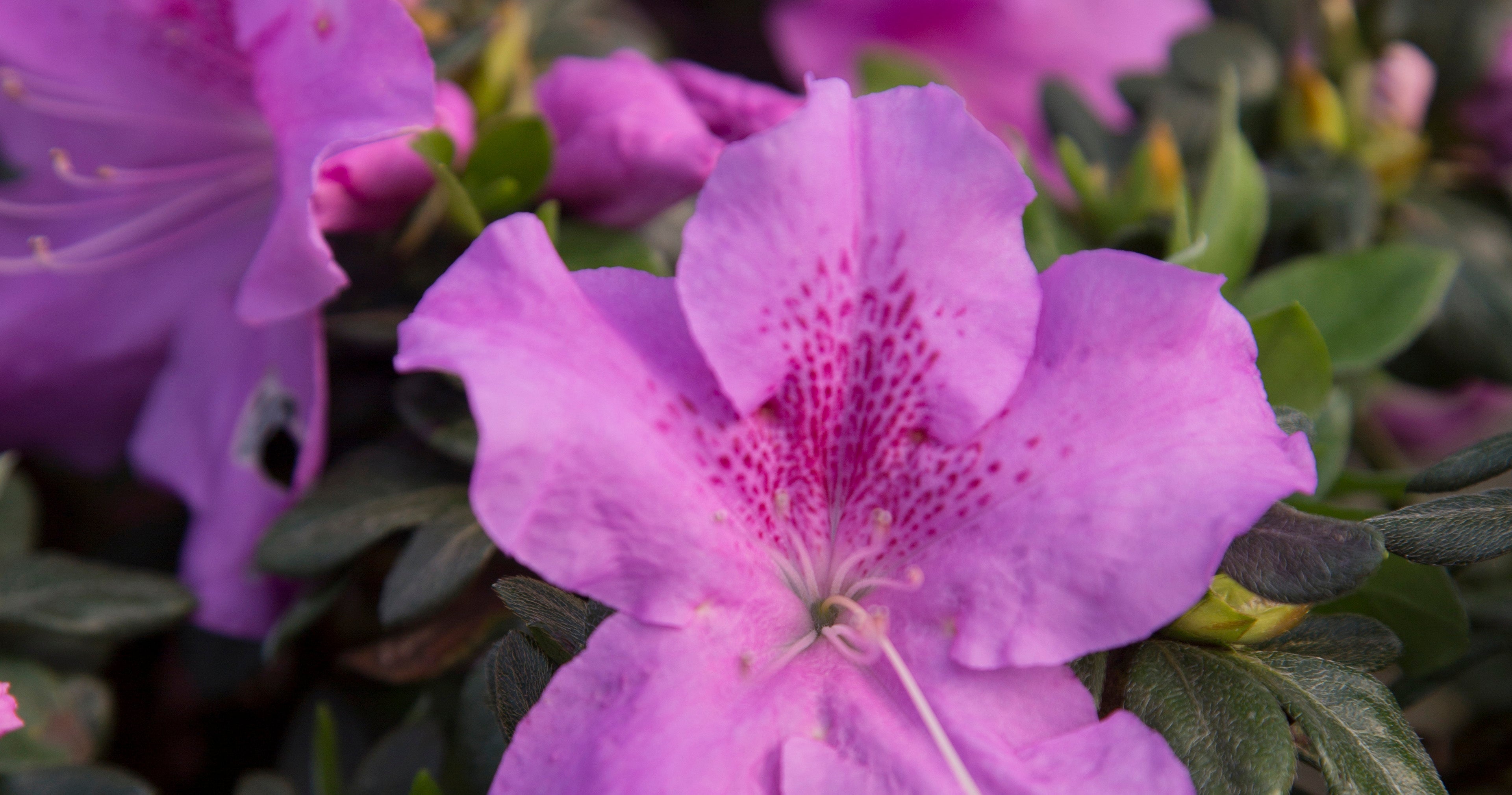 Oktoberfest, Halloween and Azalea Blossoms: A Typical Encore Azalea Festival Season