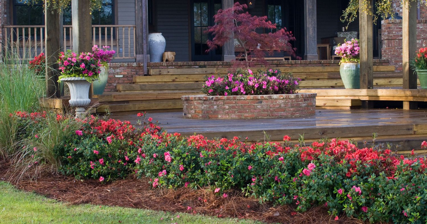 Medium hedge of blooming Encore Azaleas