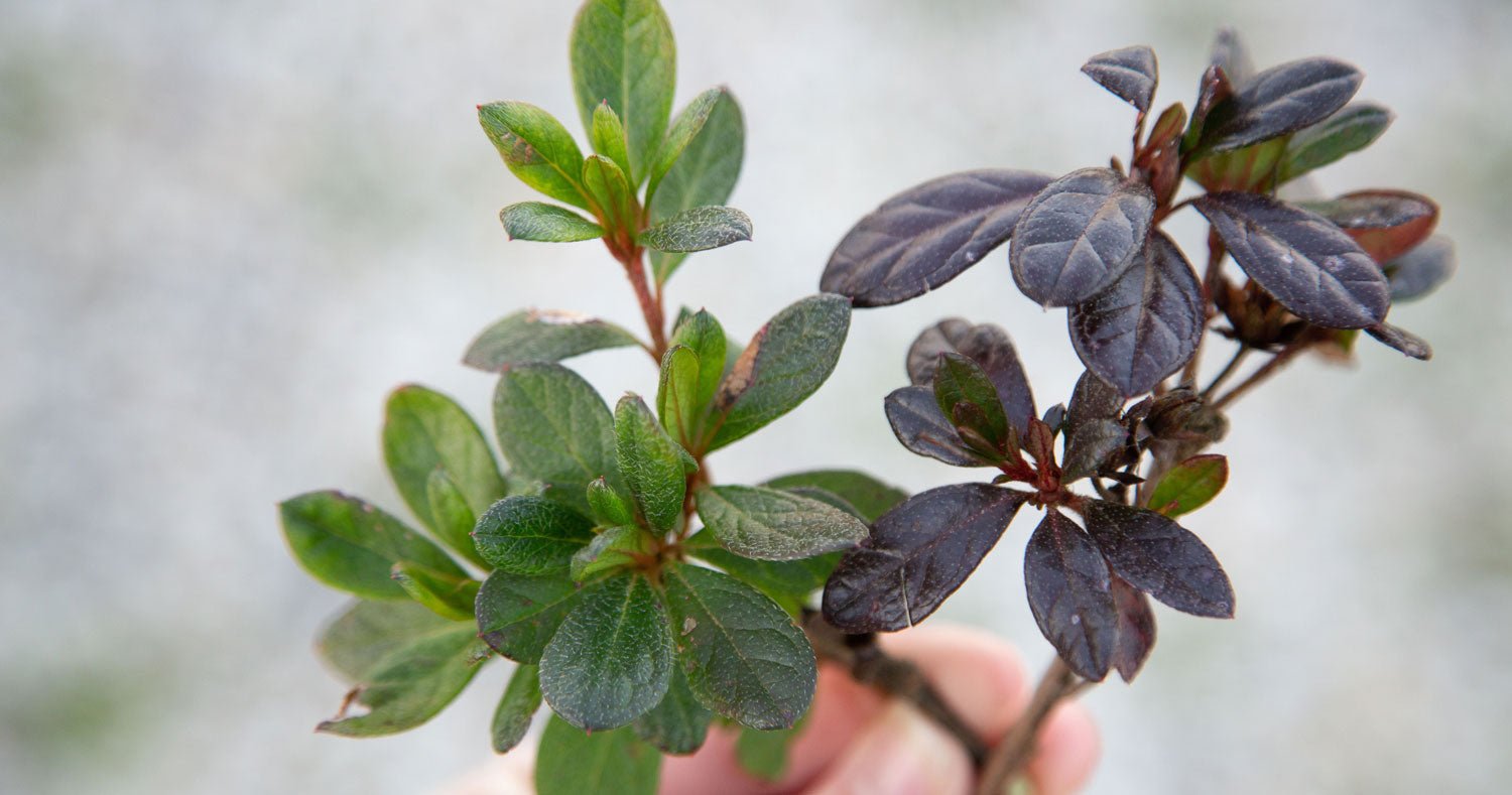 Color Your Landscape All Year with Encore Azaleas