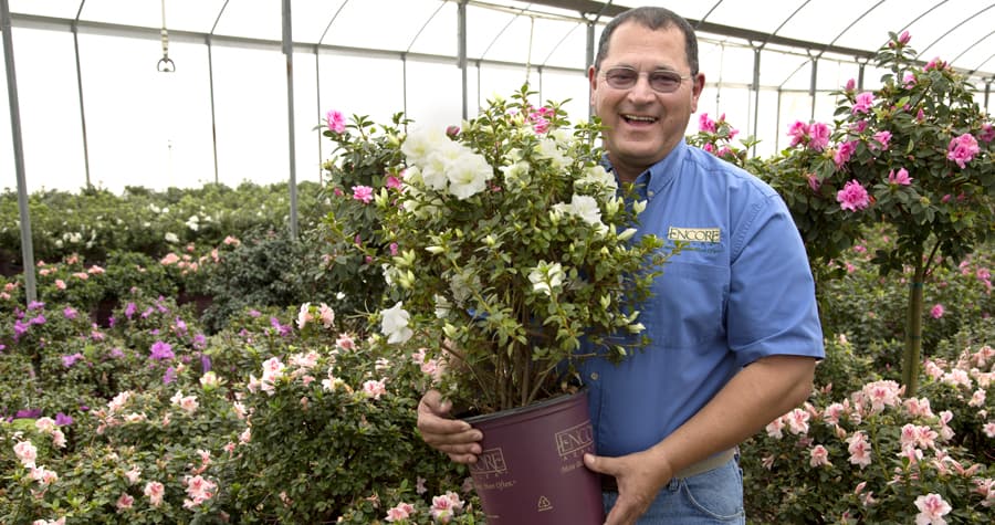 Encore Azalea Inventor Buddy Lee in a greenhouse with his Encore Azaleas