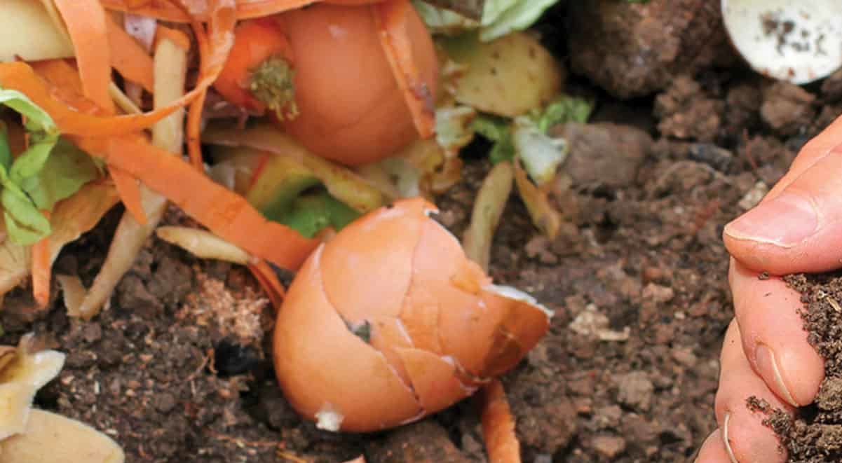 Composting egg shells