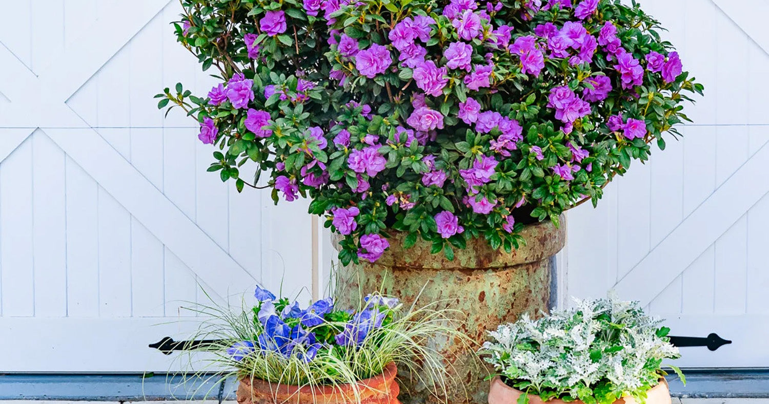 A Guide to Container Planting Encore Azaleas