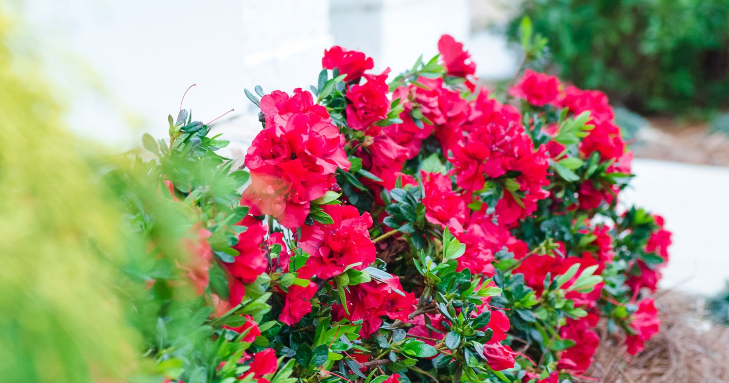 Let Red Encore Azaleas put excitement in your landscape