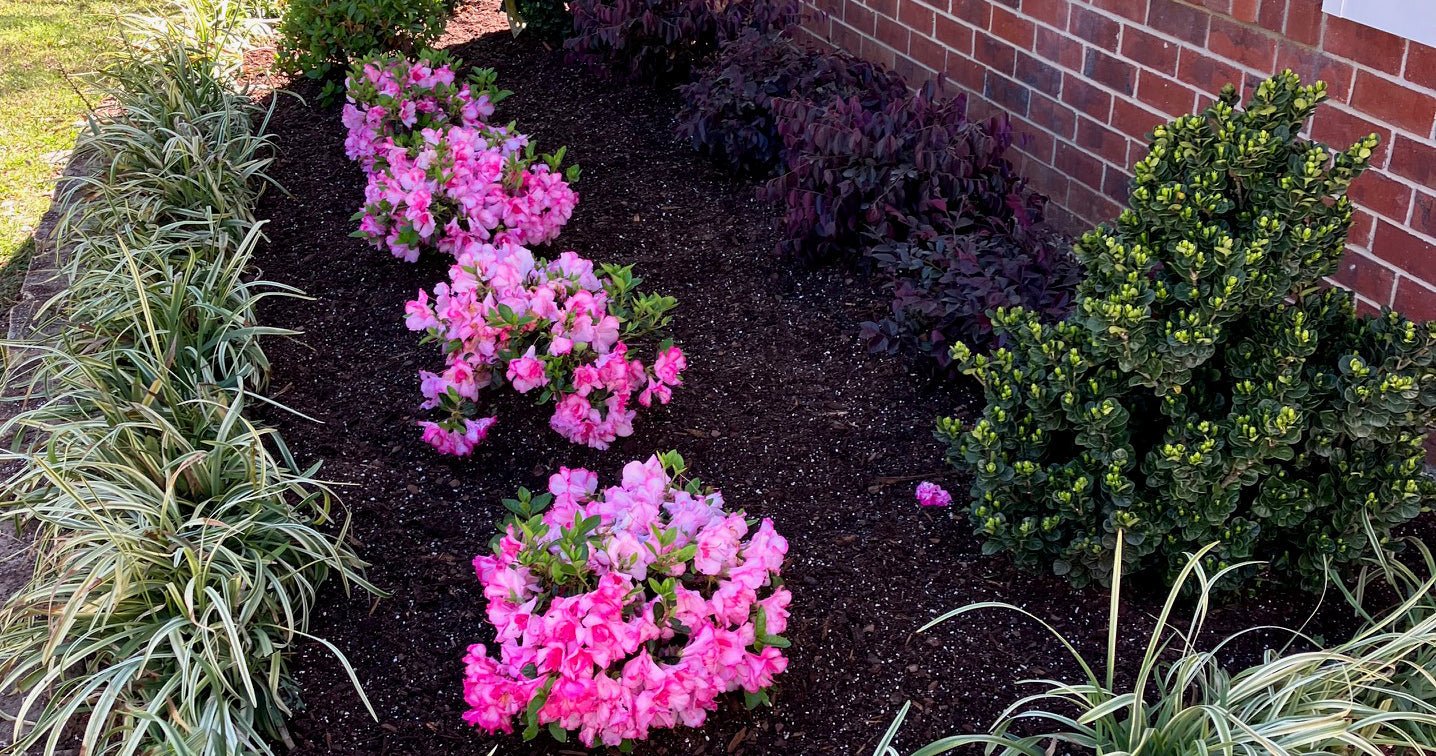 Versatility Expands Usage for Encore Azalea