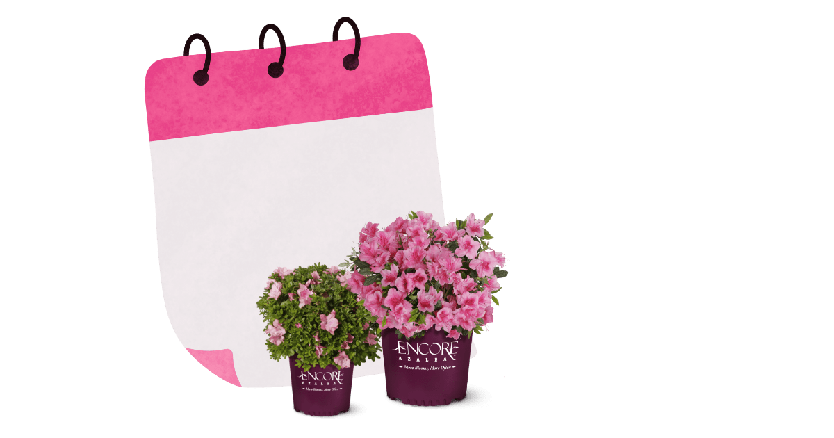 Encore Azalea Bloom Quantities