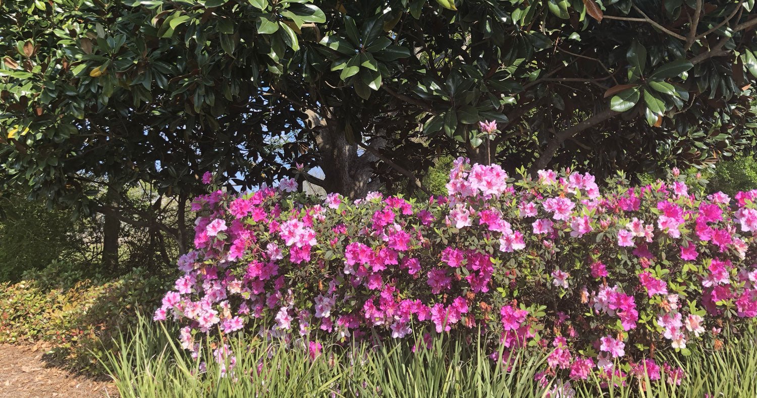 Gardening With Intermediate Encore Azaleas