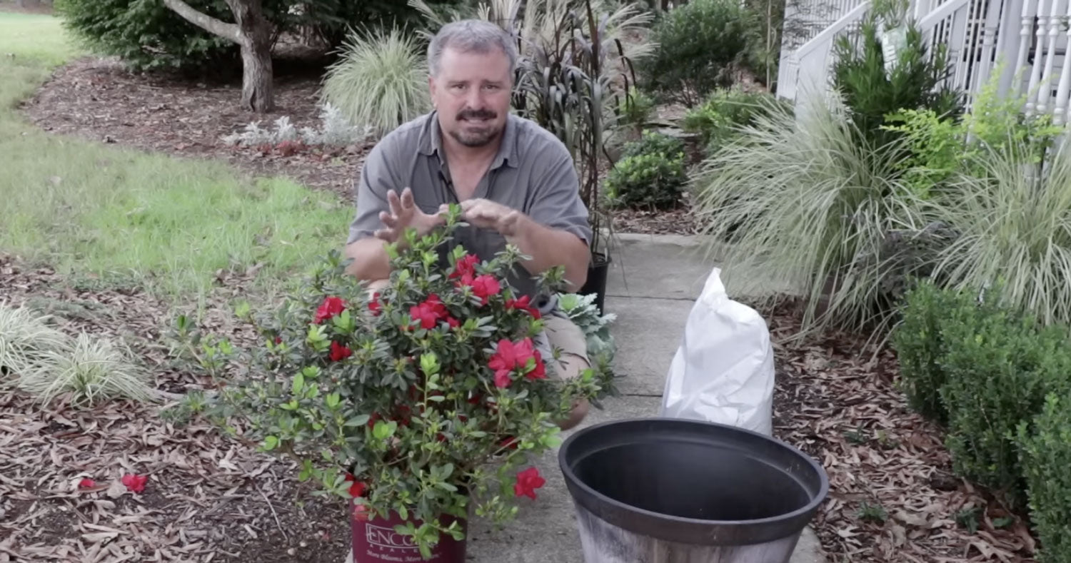 Video: How to Container Plant Encore Azaleas