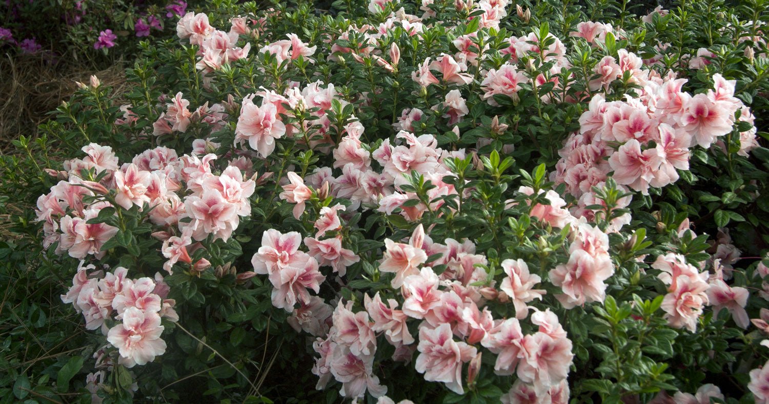 Perfect Partners: Fall Bloomers that Strut the Stage with Encore Azalea