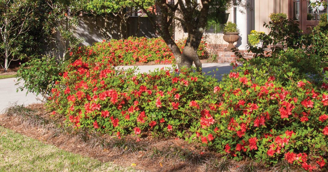 Getting the most from your Encore Azaleas on West Coast