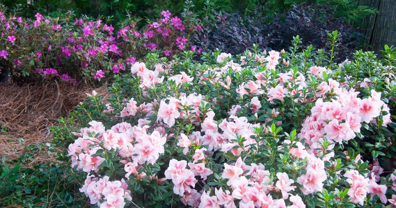 Bug Out! Pest Resistant Encore Azalea Plant Pairings