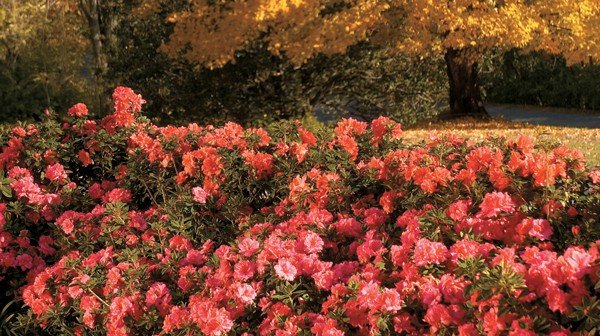 It’s Football Season, and my Encore Azaleas are blooming!