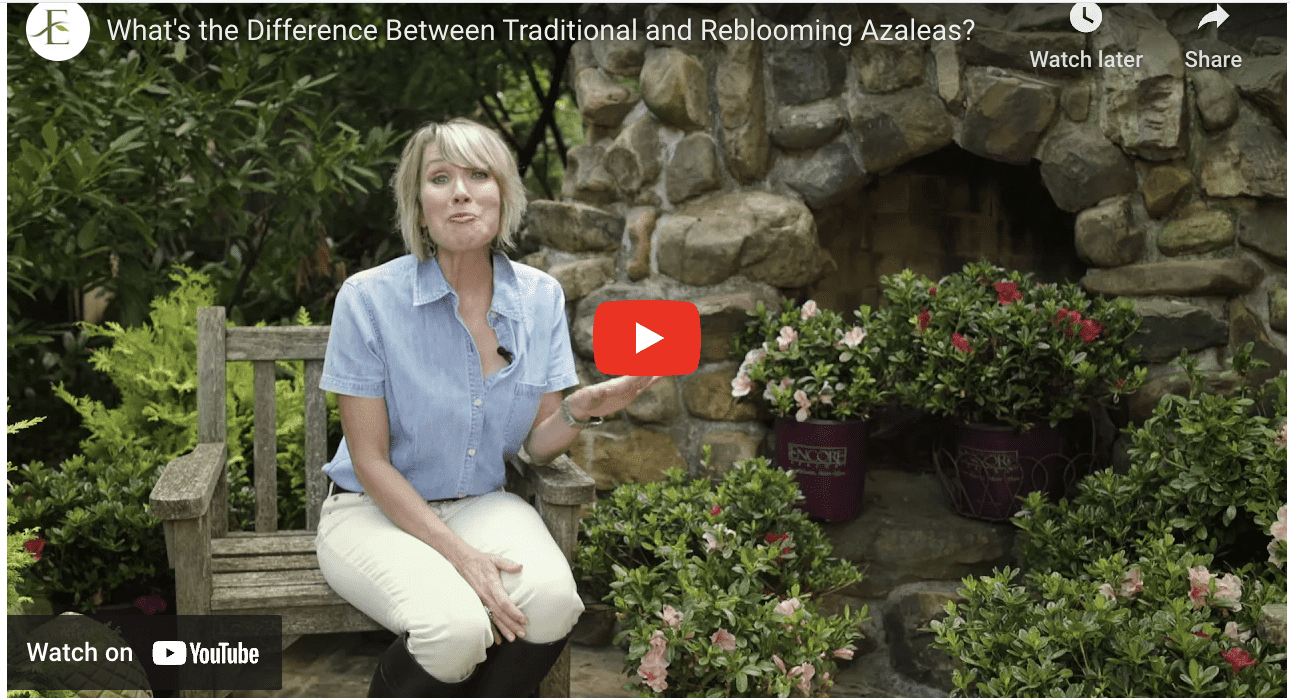 Linda Vater Video Cover