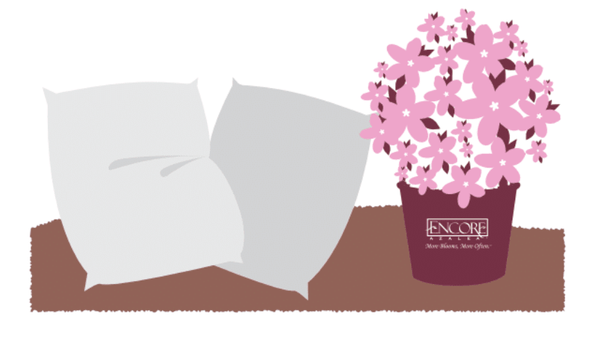 Encore® Azalea Winter Care