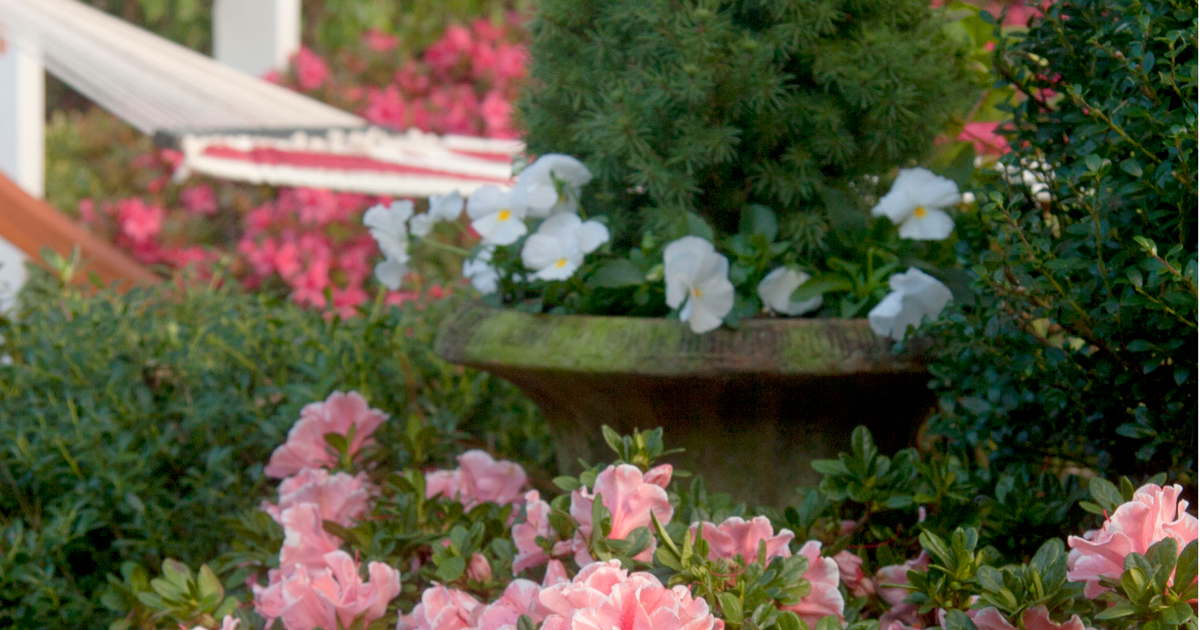 hammock in the summer garden with azaleas