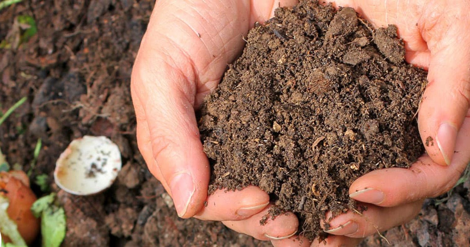 Top 5 Gardening Tips for Encore Azaleas