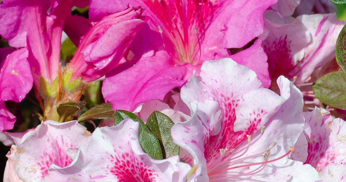 Purple and white reblooming Encore Azaleas