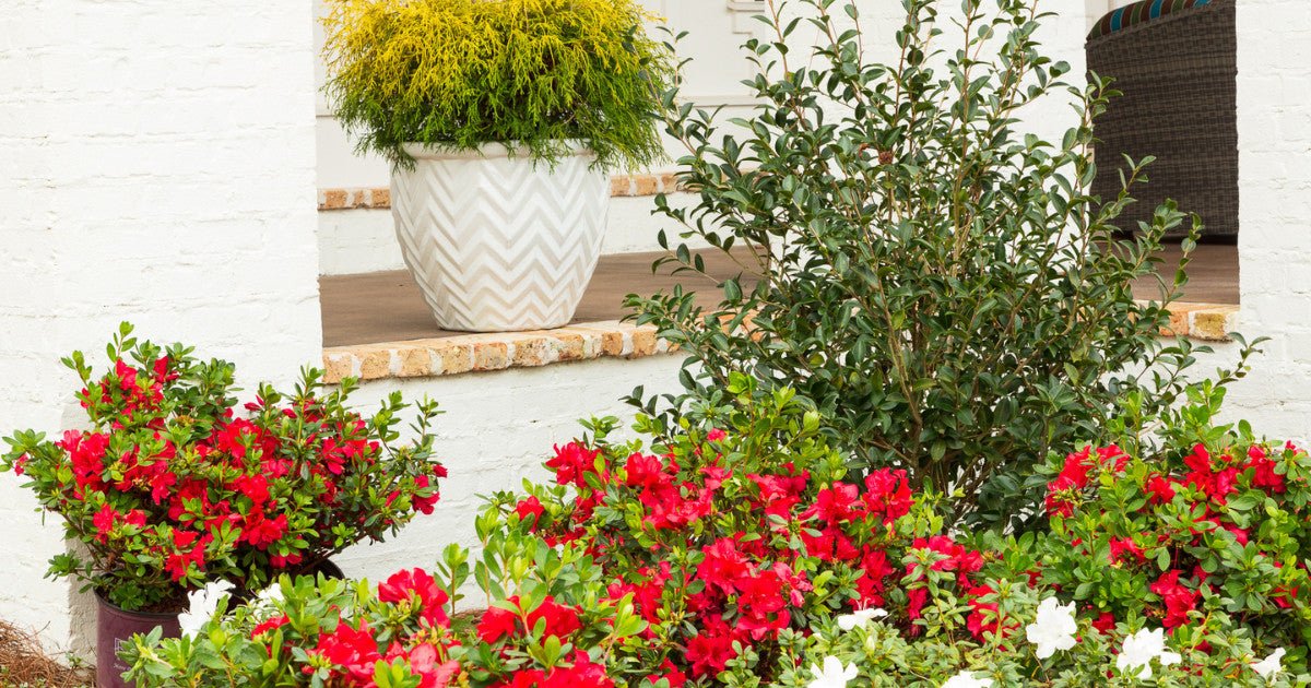 University of Tennessee themed container garden featuring three plants including Encore Azalea Autumn Ivory® with white blooms.