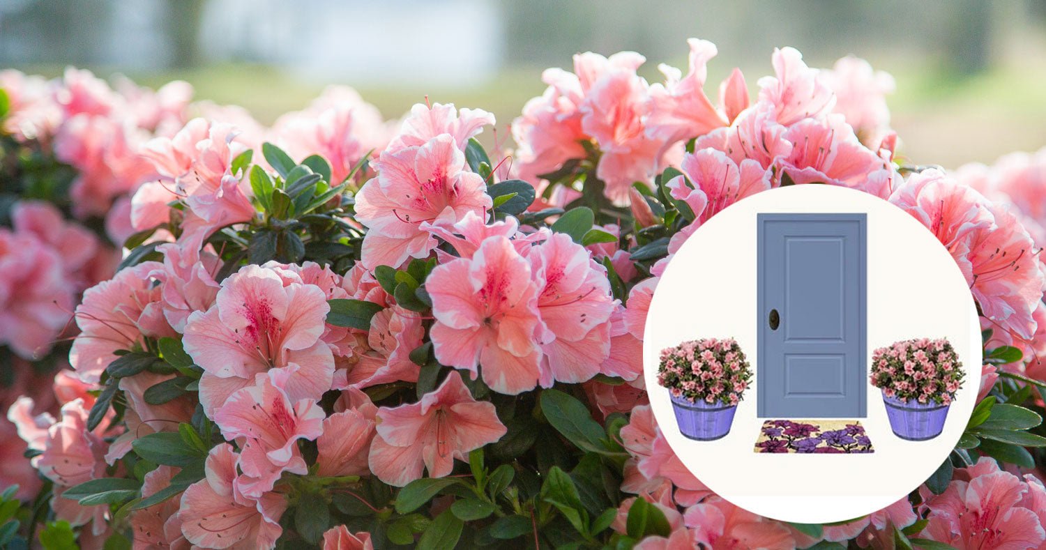 Your Front Porch is a Canvas - Rose Quartz and Blue