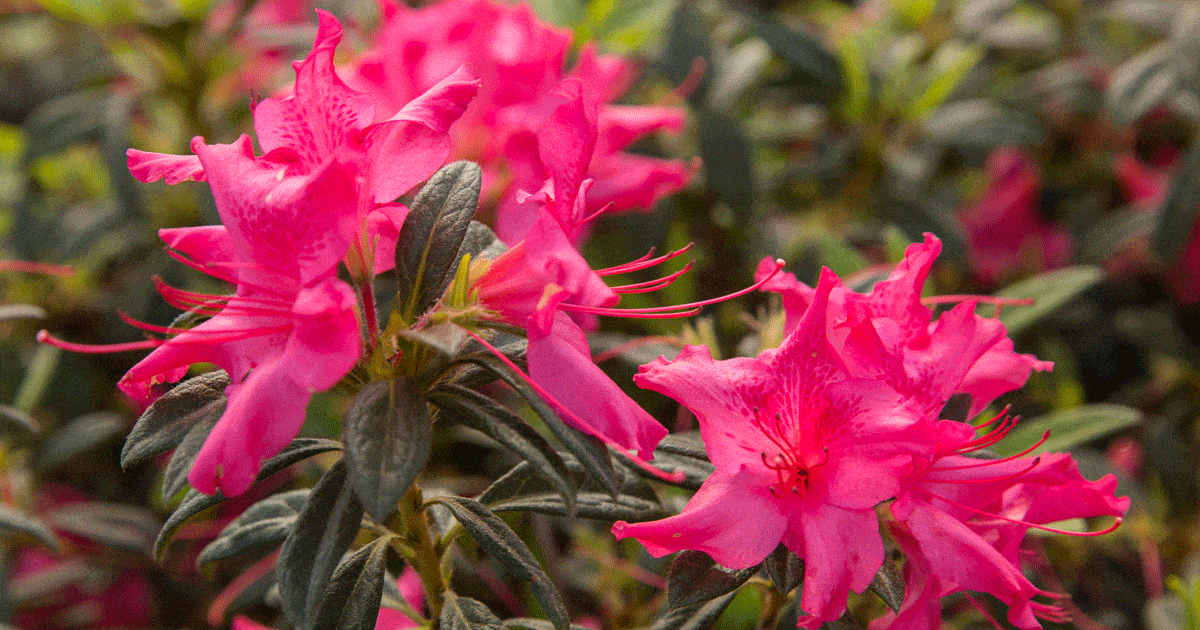 Rhododendrons are blooming in a garden.