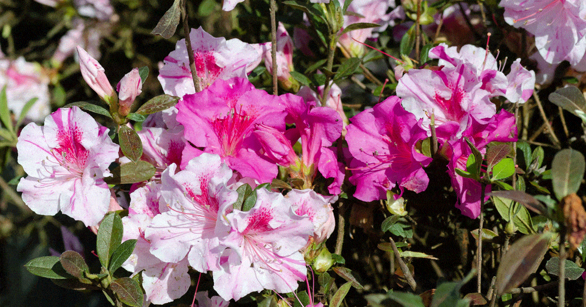 How to Get More Encore Azalea Blooms