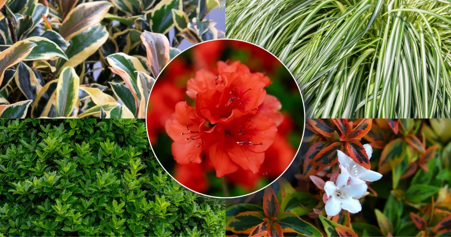 Red Encore Azalea surrounded by colorful holly, Cleyera, Abelia and Carex companion plants.