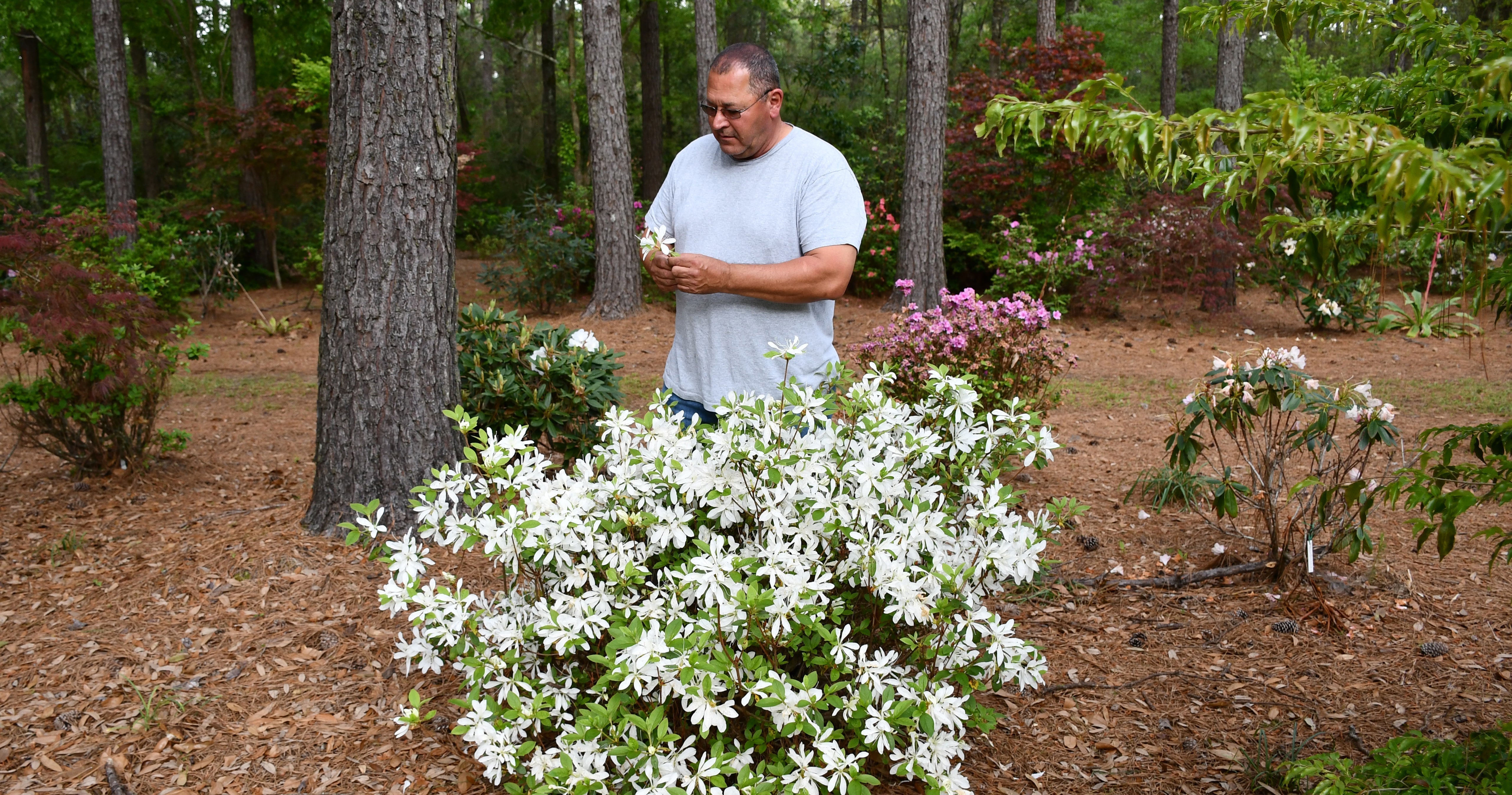 Encore® Azalea 101: A Crash Course on Flower Families