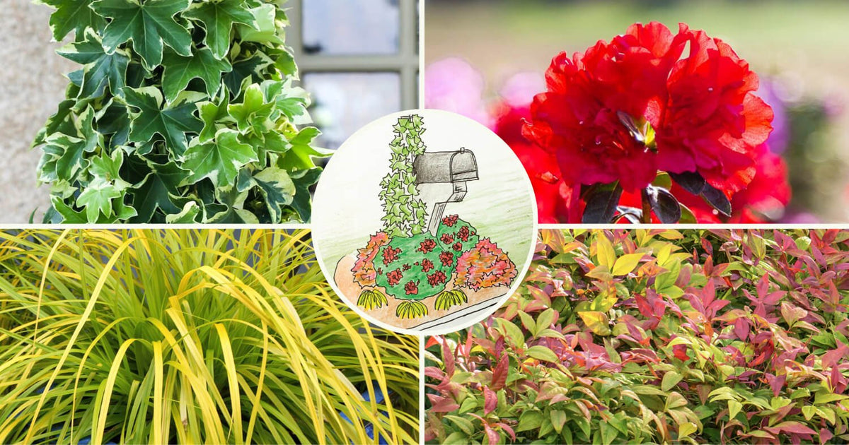 DIY mailbox garden featuring red Encore Azaleas and colorful companion plants arranged around a mailbox for curb appeal.