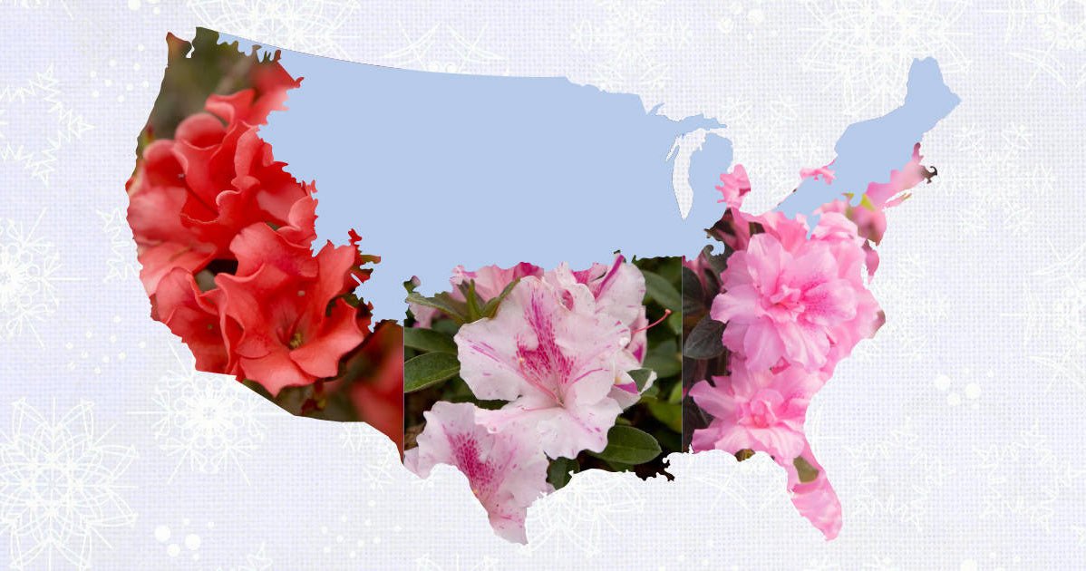 Beat the Chill with Cold Hardy Encore® Azaleas