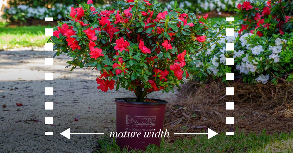 Encore Azalea guide spacing