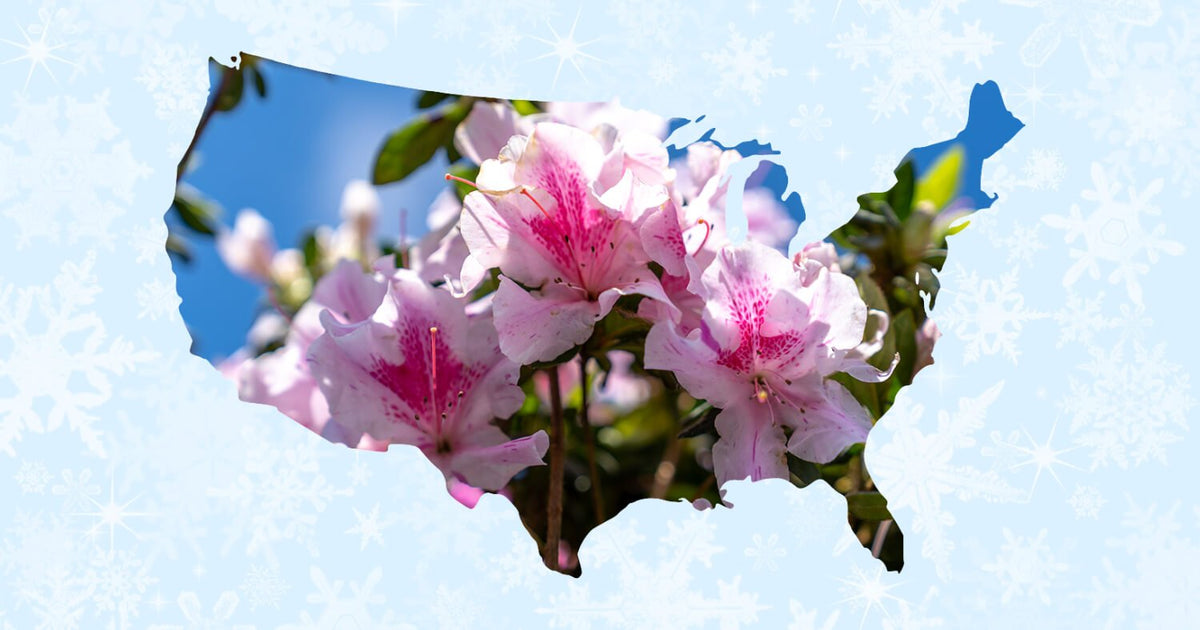 Outline of the US with Encore Azalea blooms inside the outlined shape. The Shape is overlayed on top of snowflakes indicating cold weather.
